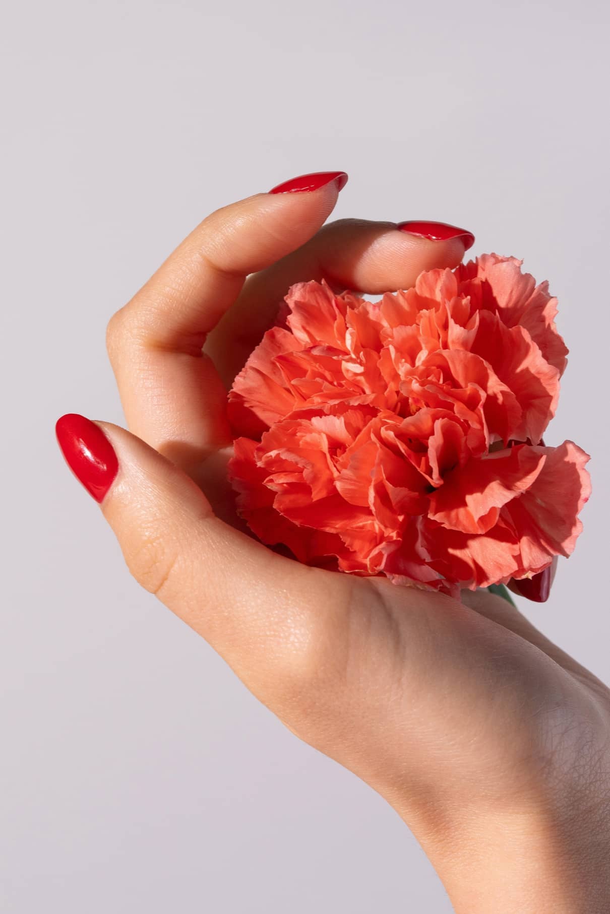 Eine Hand mit gitti no. 01+ intensiv rot lackierten Nägeln hält sanft eine orangefarbene Nelkenblüte vor einem schlichten hellen Hintergrund.